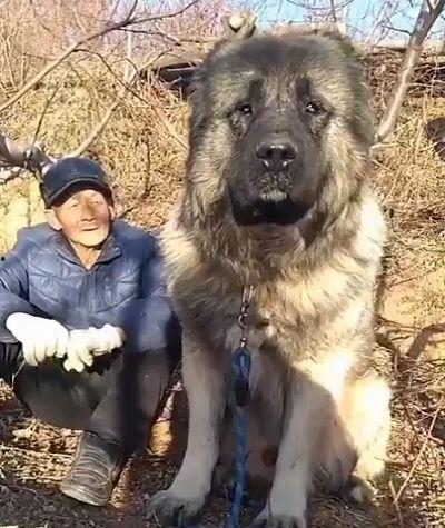 霍爷每天在线养崽,见证成长与陪伴的温馨时光